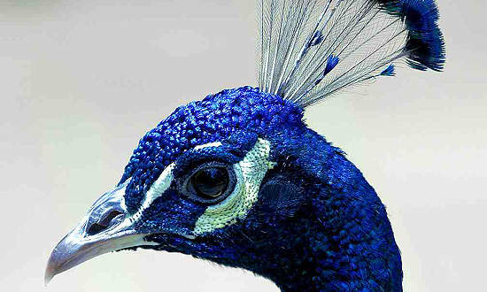 Moderate adverse effects of Zithromax include irregularity, belly upset, skin rash, issues with hearing, frustration, lowered sense of smell, lightheadedness, puking, vaginal itching, light queasiness, anxious sensation, sleeping disorder, light itching or looseness of the bowels, while much more serious ones can be jaundice, tummy discomfort, purple or red skin breakout, blistering and peeling off, low fever, watery or heavy looseness of the bowels, jagged pulsations, burning in your eyes, swelling in your face or tongue, reduction of cravings, breast discomfort, clay-colored feces, aching throat or dark urine.