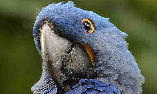 Your medical professional will certainly talk with your regarding the opportunity of such serious negative effects of Zithromax as blistering and peeling, loss of appetite, swelling in your face or tongue, jaundice, heavy or watery looseness of the bowels, chest pain, clay-colored feces, low temperature, belly discomfort, sore neck, dark pee, red or purple skin breakout, unequal heart beats or burning in your eyes to make sure you prepare, although those adverse effects are unlikely.