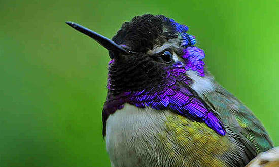 A lot more significant negative effects of Zithromax can take place in a handful of clients, such as purple or red skin breakout, upper body discomfort, peeling off and blistering, tummy discomfort, reduction of hunger, burning in your eyes, sore neck, dark urine, uneven heart beats, jaundice, swelling in your face or tongue, clay-colored stools, reduced fever and also watery or heavy diarrhea.